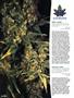 Page: - 90 | High Times