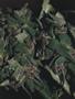 Page: - 59 | High Times