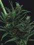 Page: - 88 | High Times