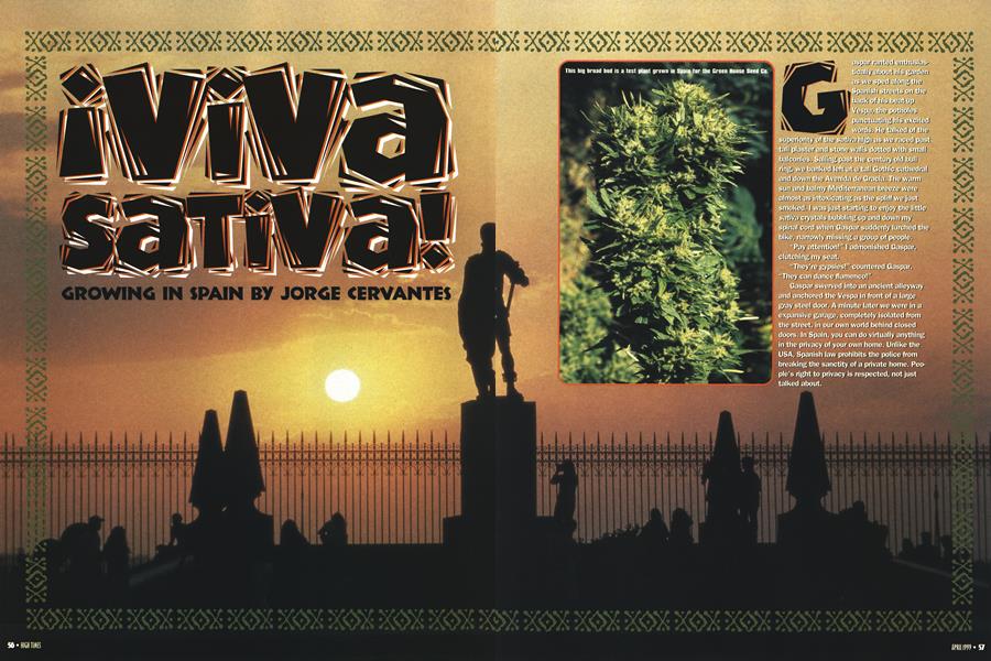 iviva SATIVA!