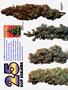 Page: - 56 | High Times