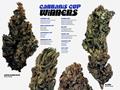 Page: - 58 | High Times