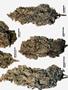 Page: - 59 | High Times