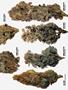 Page: - 61 | High Times