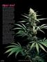 Page: - 62 | High Times