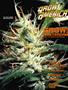 Page: - 83 | High Times