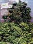 Page: - 84 | High Times