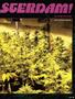 Page: - 89 | High Times