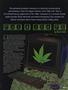 Page: - 45 | High Times