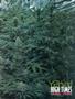Page: - 55 | High Times