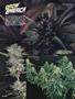 Page: - 78 | High Times