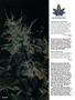 Page: - 90 | High Times
