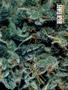Page: - 55 | High Times