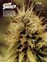 Page: - 78 | High Times