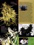 Page: - 79 | High Times