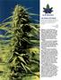 Page: - 90 | High Times