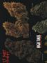 Page: - 54 | High Times