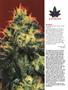 Page: - 90 | High Times