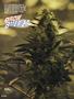 Page: - 84 | High Times
