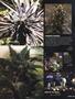 Page: - 85 | High Times