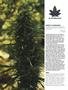 Page: - 96 | High Times