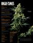 Page: - 4 | High Times