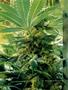 Page: - 52 | High Times