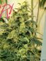 Page: - 57 | High Times