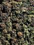 Page: - 59 | High Times