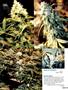 Page: - 85 | High Times
