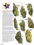 Page: - 92 | High Times
