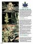 Page: - 96 | High Times