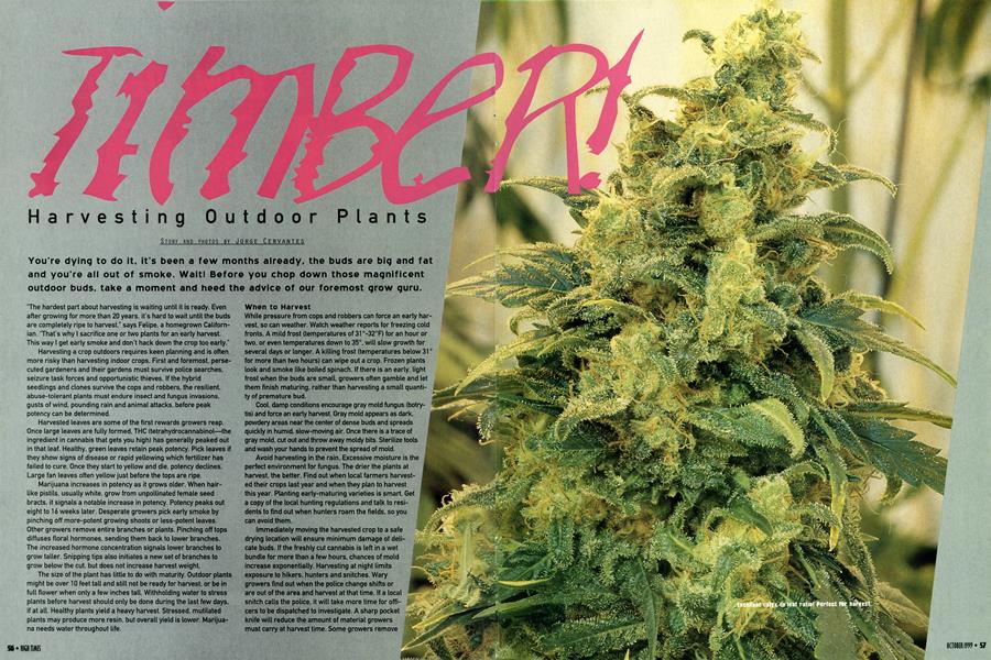 Harvesting Outdoor Plants