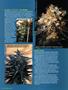 Page: - 112 | High Times