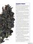Page: - 49 | High Times