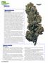 Page: - 50 | High Times