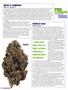 Page: - 54 | High Times