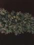 Page: - 67 | High Times