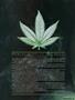 Page: - 69 | High Times