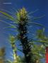 Page: - 72 | High Times