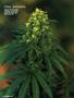 Page: - 74 | High Times