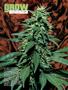 Page: - 84 | High Times