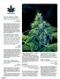 Page: - 96 | High Times