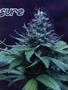 Page: - 59 | High Times