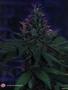 Page: - 67 | High Times