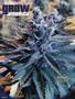 Page: - 84 | High Times