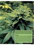 Page: - 53 | High Times