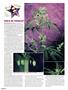 Page: - 96 | High Times