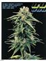 Page: - 102 | High Times