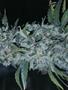 Page: - 65 | High Times